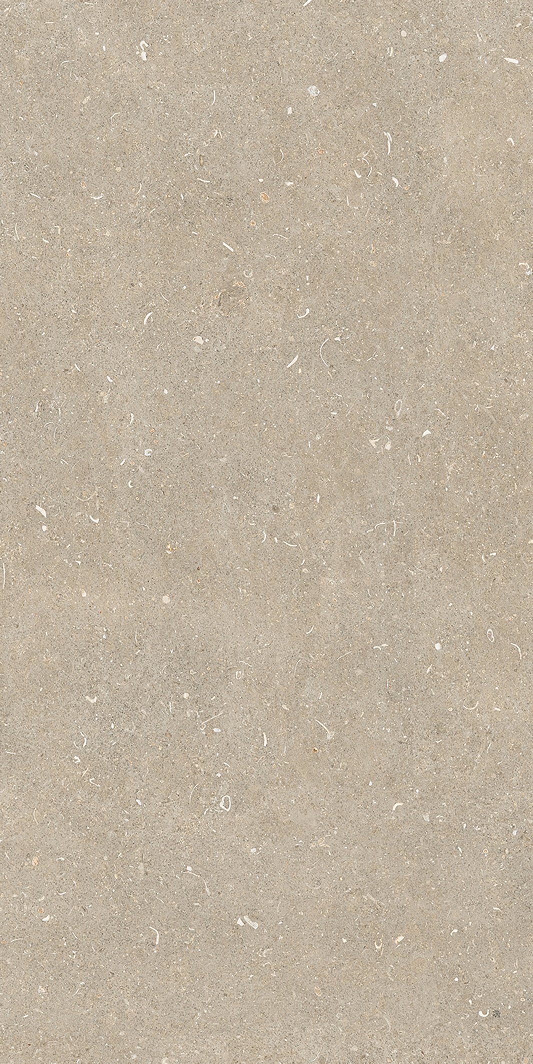 Arena Conchiglia 60x120 матовая 6 мм