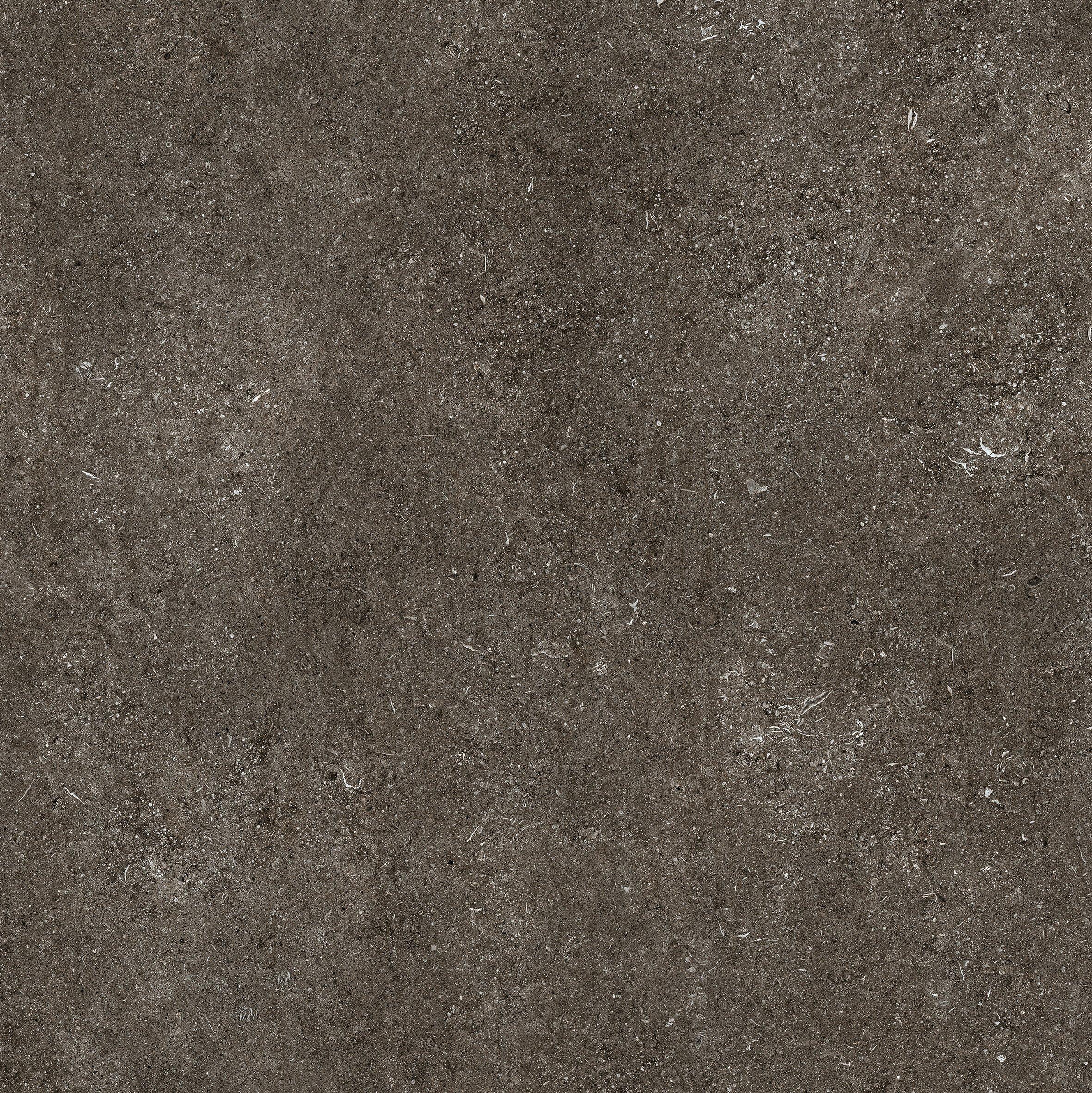 Brown Fossil 120x120