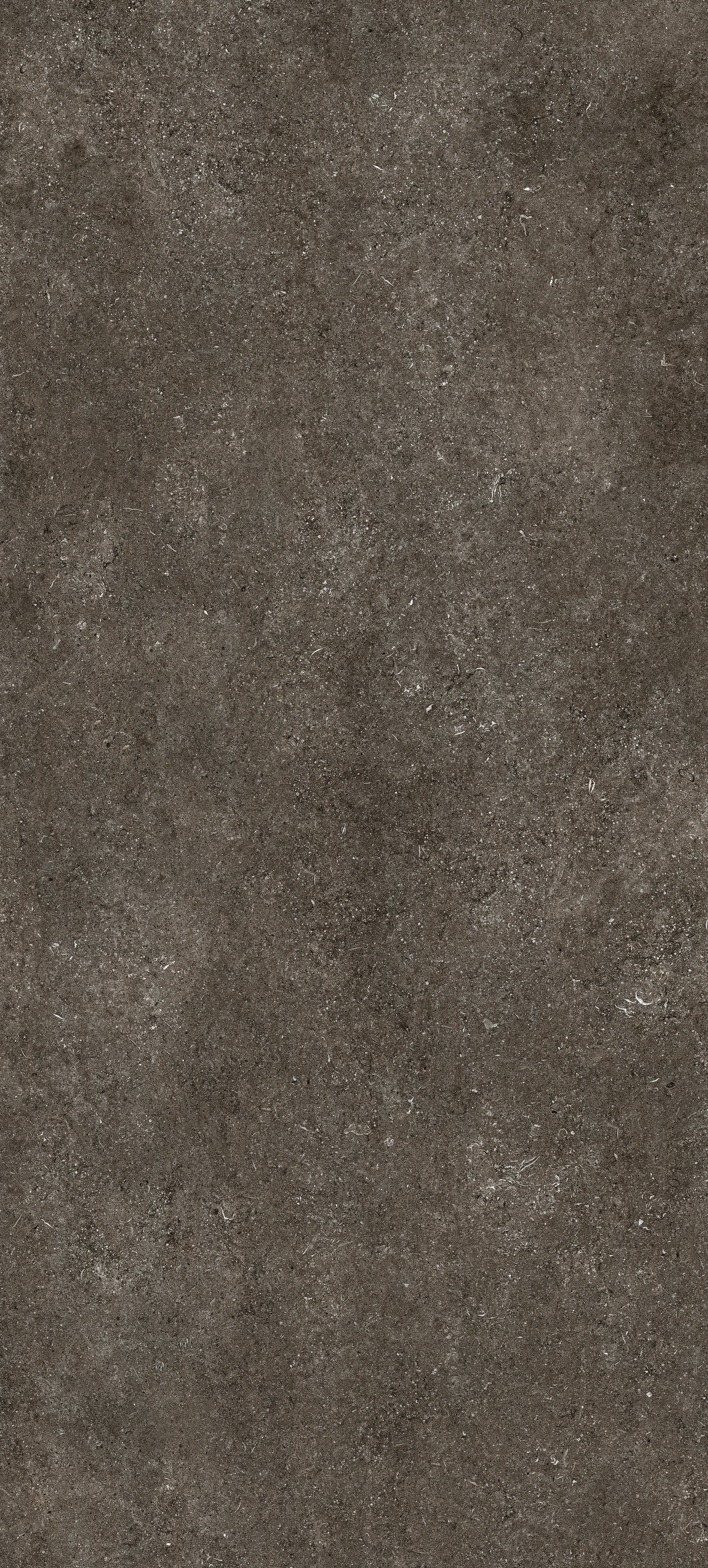 Brown Fossil 120x280