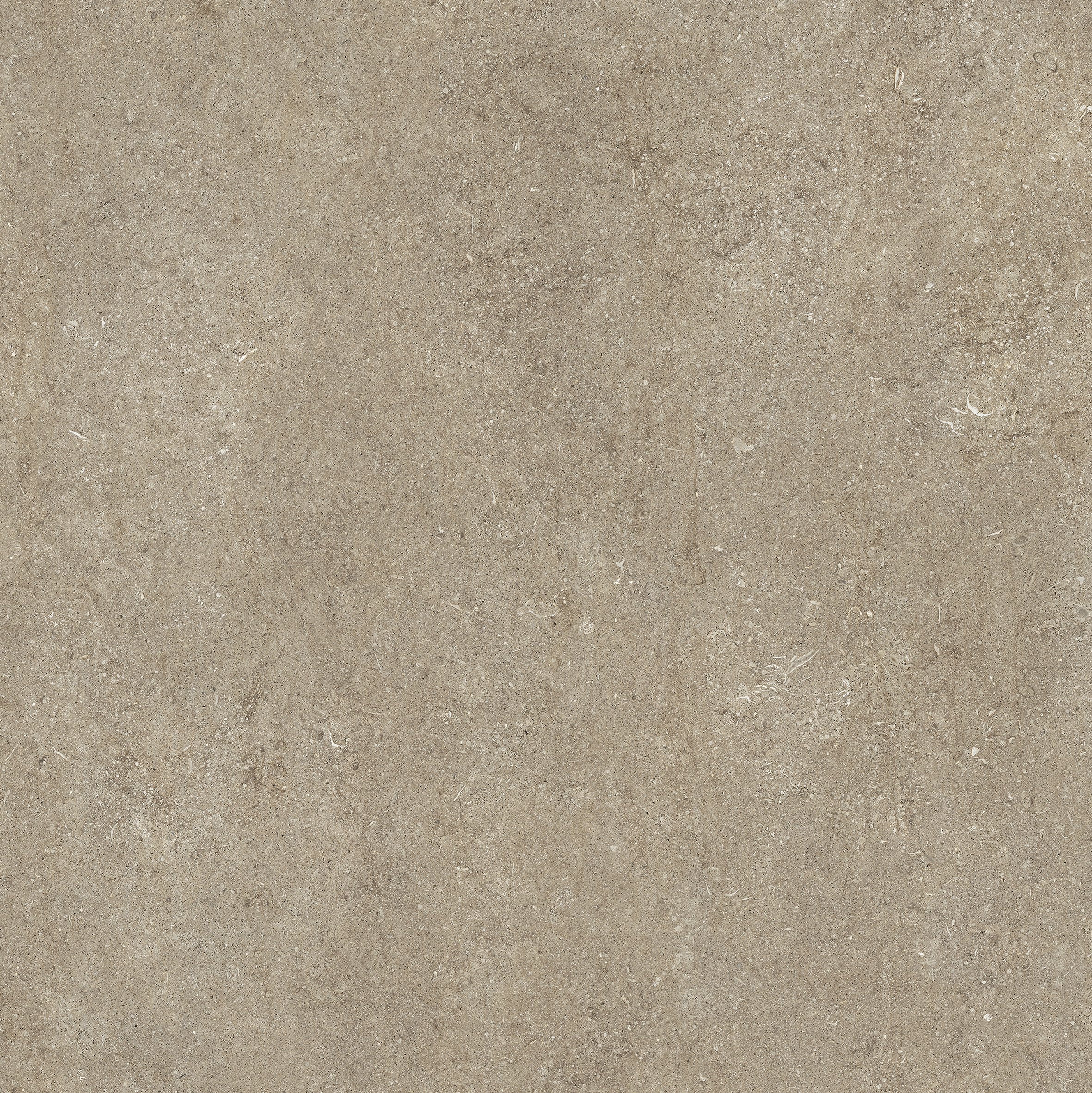 Taupe Fossil 120x120