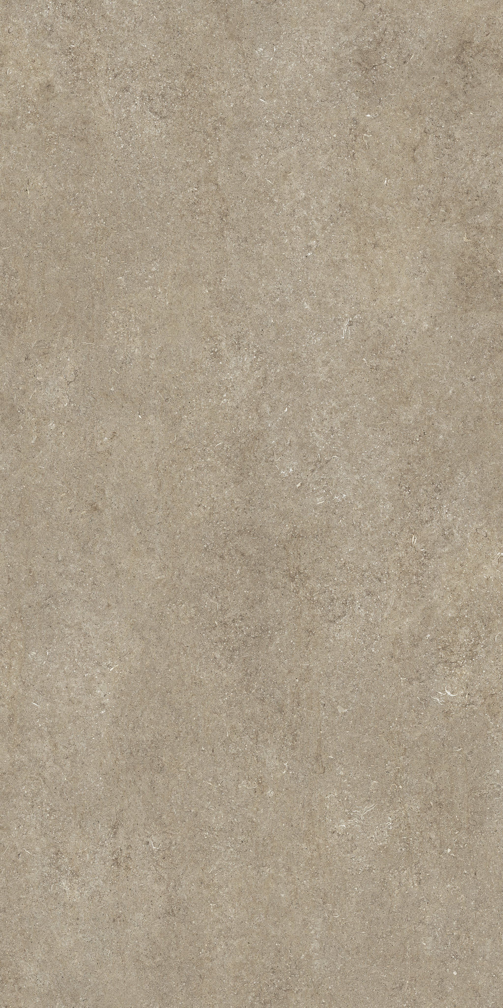 Taupe Fossil 120x240