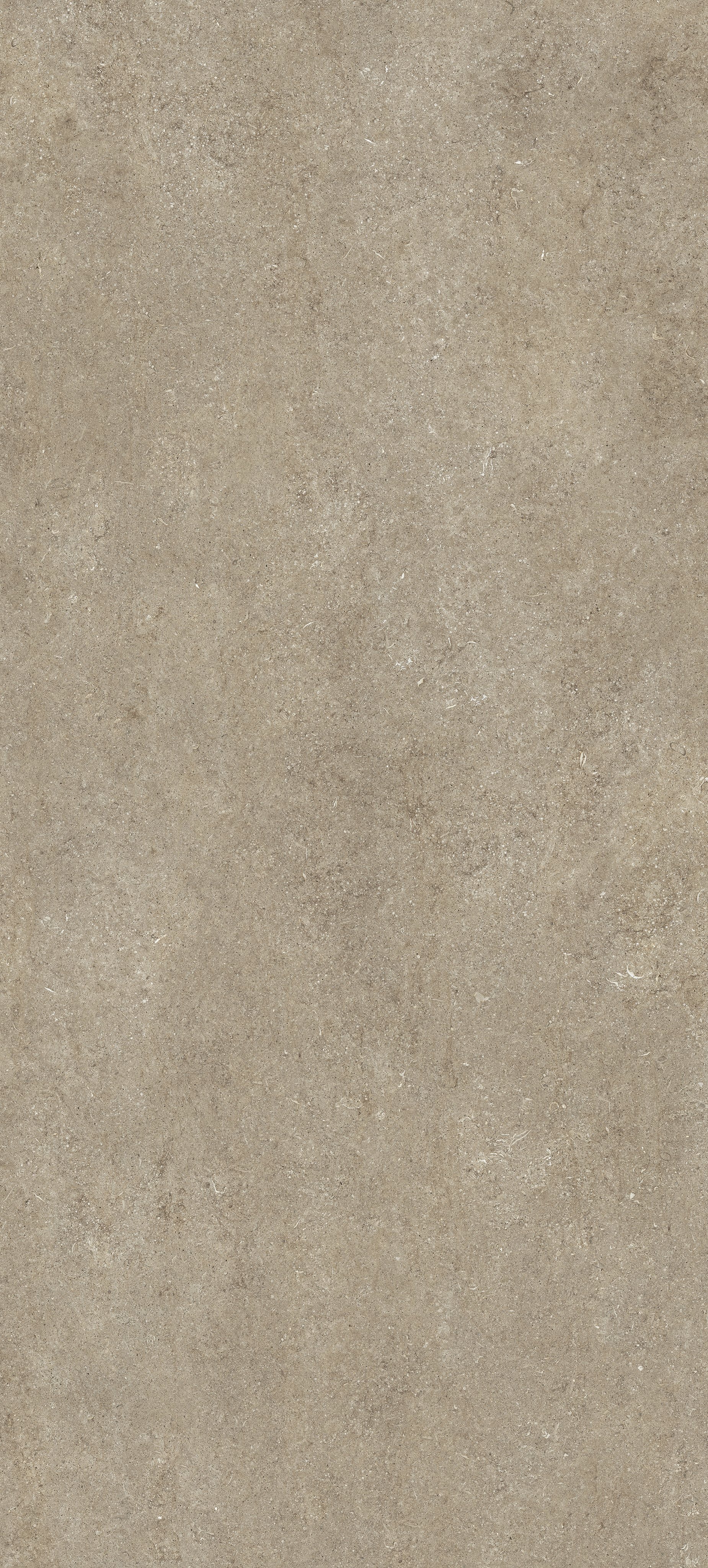 Taupe Fossil 120x280